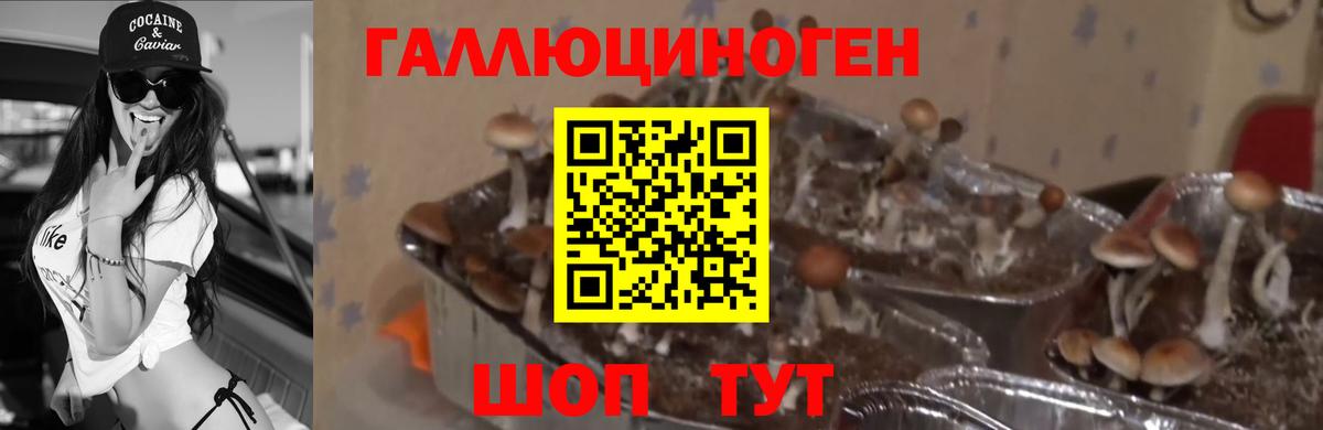Казань  купить закладку  Галлюциногенные грибы прущие грибы  Вход с VPN  Псилоцибиновые грибы прущие грибы 